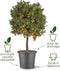Elho Algarve Cilindro 30cm - Grote Bloempot voor Buiten - 100% Gerecycled Plastic - Terra