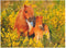 Ravensburger puzzel Shetland pony´s - Legpuzzel - 100 stukjes