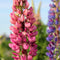 Plant in a Box - Lupinus - Mix van 20 - Lupine - Wortelstokken - Vlinderbloemen