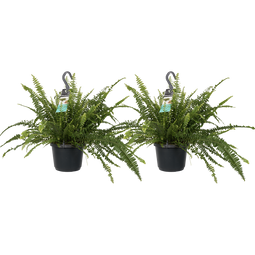 Decorum Duo Nephrolepis exaltata 'Green Lady'