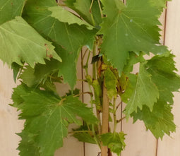 Druif Vitis eetbaar
