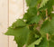 Druif Vitis eetbaar
