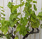 Druifboom 100 cm