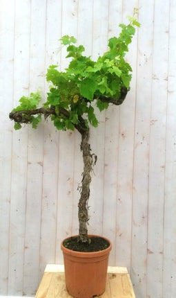 Druifboom 150 cm