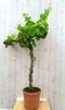 Druifboom 150 cm