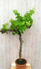 Druifboom 150 cm