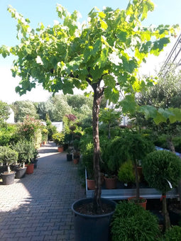 Druifboom 300 cm