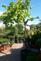 Druifboom 300 cm