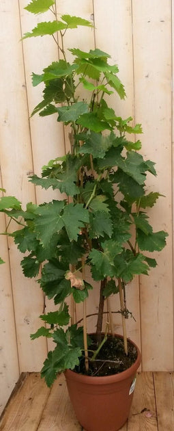 Druifstruik 60 cm