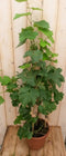 Druifstruik 60 cm