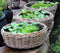 Drypot terrasschaal