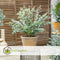 Plant in a Box - Eucalyptus pulverulenta 'Baby Blue' - Set van 2 - Eucalyptus struik - Tuinplant - Pot 19cm - Hoogte 40-45cm