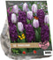 2 stuks - Baltus - Urban Flowers Purple rain per 12