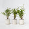 Plant in a Box - Fargesia Grex - Set van 6 blauwe bamboe - Winterharde niet-invasieve bamboe - Pot 13cm - Hoogte 30-40cm