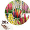 Plant in a Box - Lupinus - Mix van 20 - Lupine - Wortelstokken - Vlinderbloemen