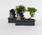 Plant in a Box - Bonsai boompje met Easy-care watersysteem én stromende waterval over Buddha beeldje - kamerplant - Hoogte 25-35cm