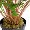 Aquadistri - Ap-cryptocor.wendtii groen 5 cm pot