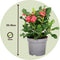 Plant in a Box - Euphorbia Milii - Christusdoorn - kamerplant - vetplant - ⌀ 13 cm - hoogte 25-35 cm