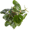Gatenplant - Philodendron Scandens Brasil hoogte 120cm potmaat 24cm
