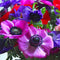 Plant in a Box - Anemone de Caen Mix x50 - Bloembollen winterhard - Tuin, pot of balkon