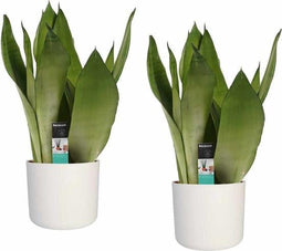 Decorum Duo Sansevieria Moonshine met Elho b.for white