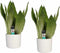 Decorum Duo Sansevieria Moonshine met Elho b.for white