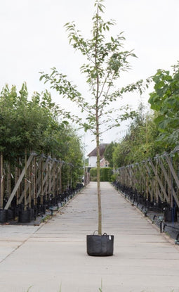 Dubbelbloemige sierkers | Prunus a. 'Plena' 14-18 cm | Bomenbezorgd.nl