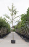Dubbelbloemige sierkers Prunus a. Plena h 550 cm st. omtrek 19 cm