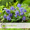 Plant in a Box - Vinca Minor - Set van 2 - Kleine Maagdenpalm - Bloeiende tuinplanten - Pot 17cm - Hoogte 25-40cm
