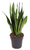 Sansevieria zeylanica
