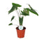 Alocasia Zebrina