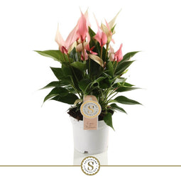 12cm Anthurium Lilli