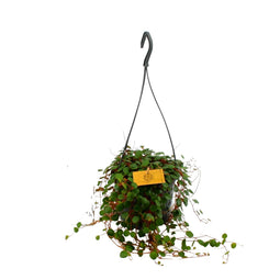 Peperomia 'Pepperspot' (hangplant)