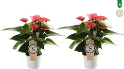 Duo Anthurium "Pink Champion"