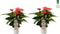 Duo Anthurium