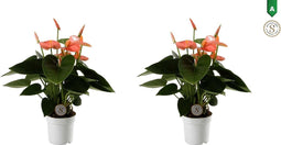 Duo Anthurium Spirit – ↨ 30cm – ⌀ 9cm