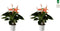 Duo Anthurium Spirit – ↨ 30cm – ⌀ 9cm