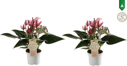 Duo Anthurium Zizou