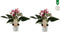 Duo Anthurium Zizou