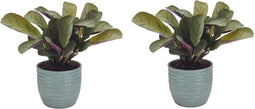 Duo Ctenanthe Amagris in keramiek – ↨ 20cm – ⌀ 14cm