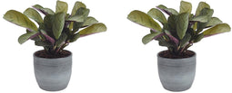 Duo Ctenanthe Amagris in keramiek – ↨ 20cm – ⌀ 14cm