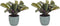 Duo Ctenanthe Amagris in keramiek – ↨ 20cm – ⌀ 14cm