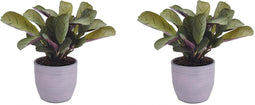 Duo Ctenanthe Amagris in keramiek – ↨ 20cm – ⌀ 14cm