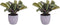 Duo Ctenanthe Amagris in keramiek – ↨ 20cm – ⌀ 14cm