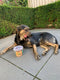 DUO DOG | Duo Dog Snacks - Honden snack