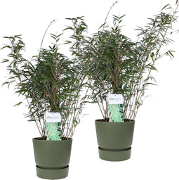 Duo ‘Fargesia Rufa’ (Bamboe) in ELHO outdoor sierpot Greenville (groen) - Set van 2 - Hoogeveen Plants BV - Tuinplanten- Hoogte 70 cm