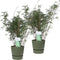 Duo ‘Fargesia Rufa’ (Bamboe) in ELHO outdoor sierpot Greenville (groen) - Set van 2 - Hoogeveen Plants BV - Tuinplanten- Hoogte 70 cm