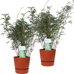Duo ‘Fargesia Rufa’ (Bamboe) in ELHO outdoor sierpot Greenville (brique) - Set van 2 - Hoogeveen Plants BV - Tuinplanten- Hoogte 70 cm