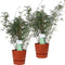 Duo ‘Fargesia Rufa’ (Bamboe) in ELHO outdoor sierpot Greenville (brique) - Set van 2 - Hoogeveen Plants BV - Tuinplanten- Hoogte 70 cm