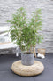 Duo ‘Fargesia Rufa’ (Bamboe) in ELHO outdoor sierpot Greenville (groen) - Set van 2 - Hoogeveen Plants BV - Tuinplanten- Hoogte 70 cm
